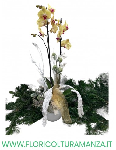 PHALENOPSIS NATALIZIA  N. 6