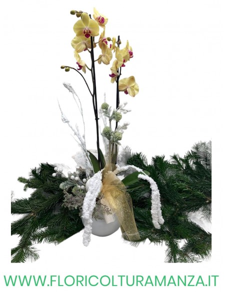 PHALENOPSIS NATALIZIA  N. 6