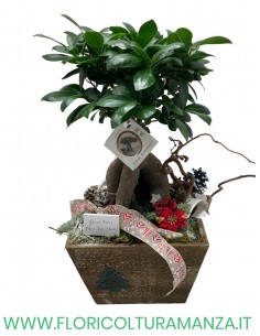 FICUS BONSAI GINSENG