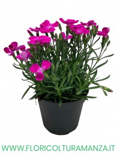 🌸 Dianthus