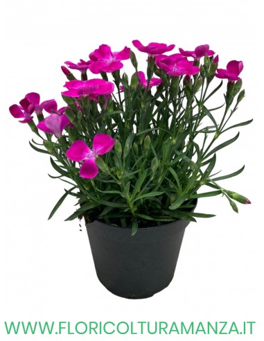 🌸 Dianthus
