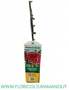 ribes rosso precoce VASO 12x12