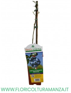 MIRTILLO GIGANTE PRECOCE VASO 12X12