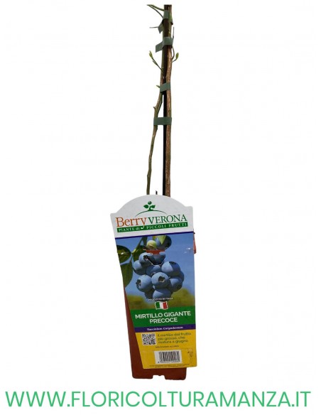 MIRTILLO GIGANTE PRECOCE VASO 12X12