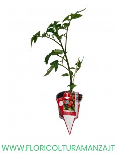 POMODORO TIPO SARDO CAMONE