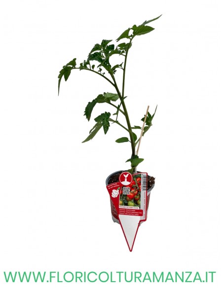 POMODORO TIPO SARDO CAMONE