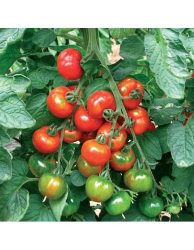 POMODORO TIPO SARDO CAMONE