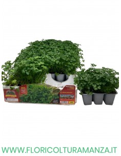 🌿 Prezzemolo