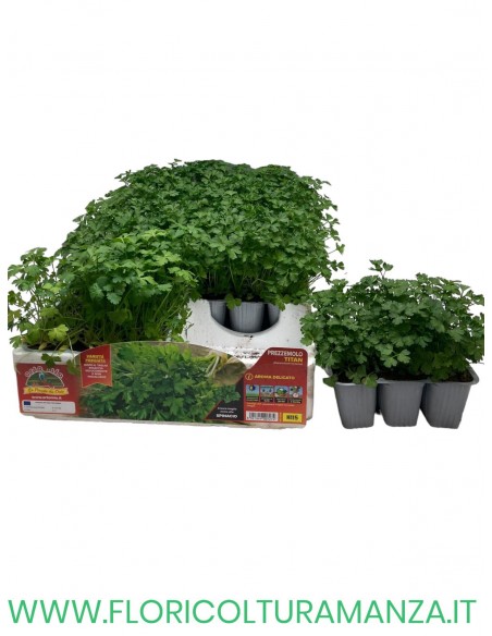 🌿 Prezzemolo