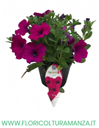 🌸 Top Tunia