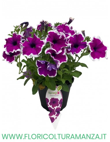 🌸 Top Tunia