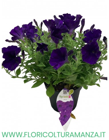 🌸 Top Tunia