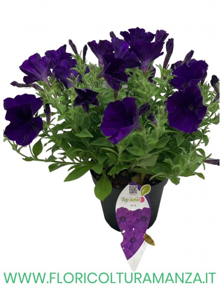 🌸 Top Tunia