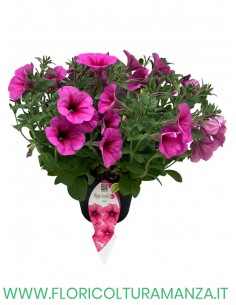 🌸 Top Tunia 2