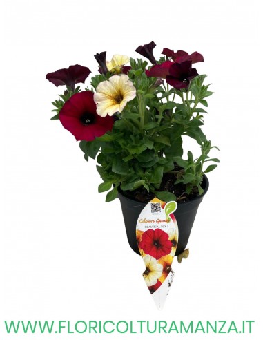 🌸 Mix fiorito estivo
