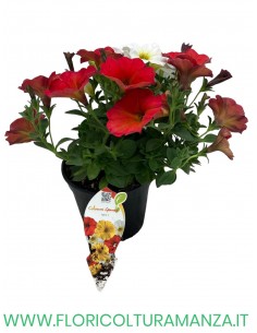 🌸 Mix fiorito estivo 2