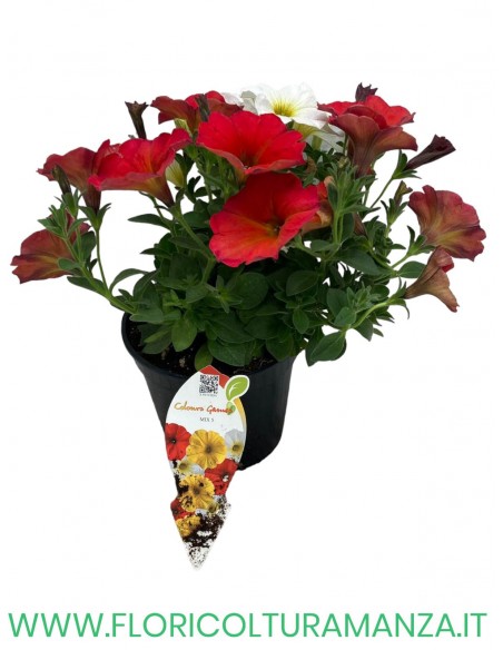 🌸 Mix fiorito estivo