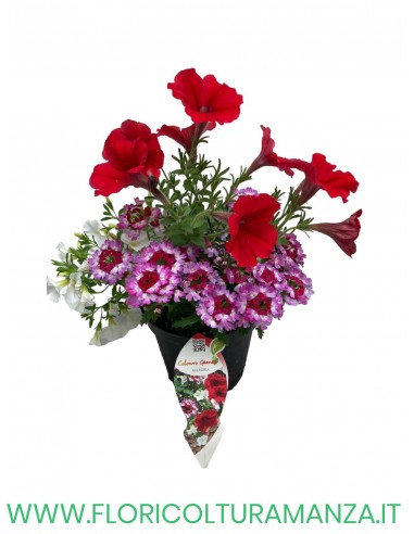 🌸 Mix fiorito estivo