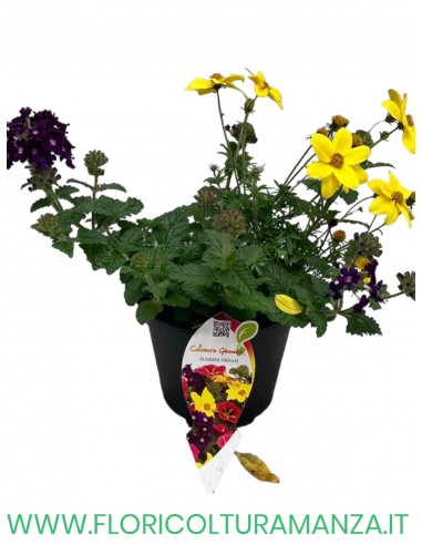 🌸 Mix fiorito estivo