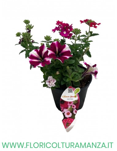 🌸 Mix fiorito estivo