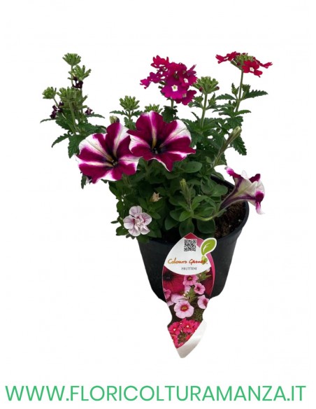🌸 Mix fiorito estivo