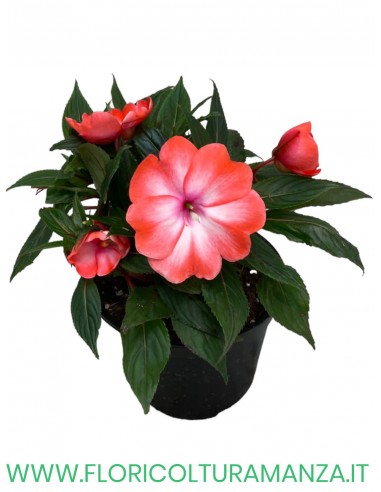 🌺 Nuova Guinea da ombra