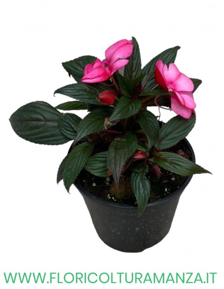 🌺 Nuova Guinea da ombra