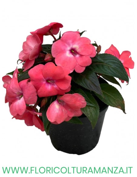 🌺 Nuova Guinea da ombra