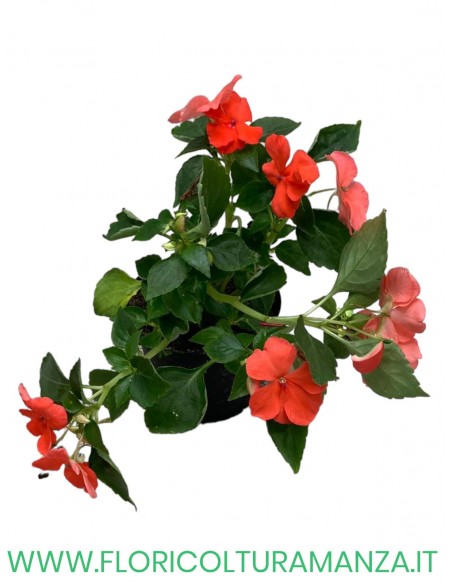 🌸 Caroline Impatiens