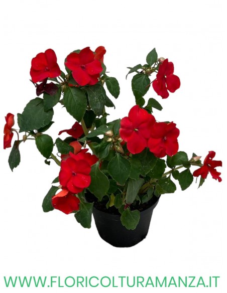 🌸 Caroline Impatiens