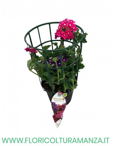 🌸 Verbena