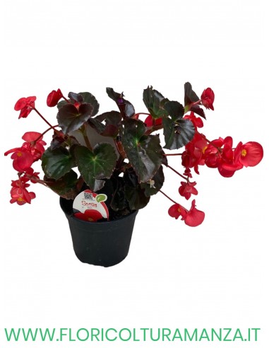 🌺 Begonia Dragon