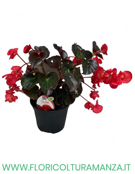 🌺 Begonia Dragon