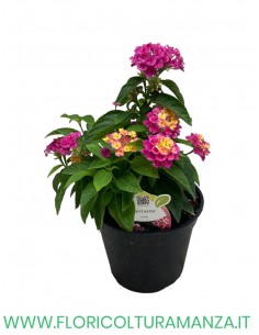 🌼 Lantana 2