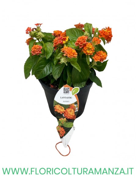 🌼 Lantana