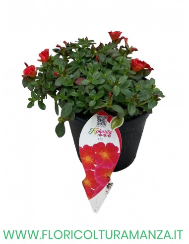 🌺 Portulaca “Kokorita