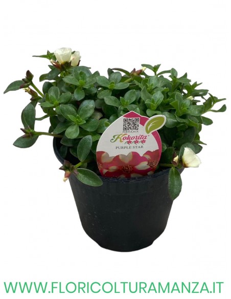 🌺 Portulaca “Kokorita