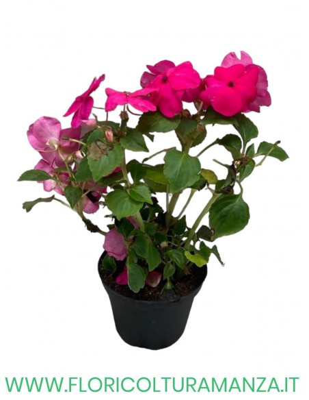 🌸 Caroline Impatiens
