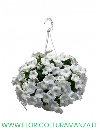 TOP-TUNIA BASKET
