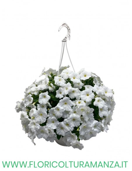 TOP-TUNIA BASKET