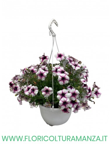 TOP-TUNIA BASKET