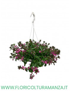 scaevola
