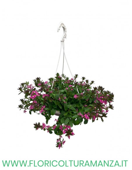 scaevola