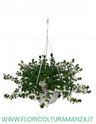 scaevola