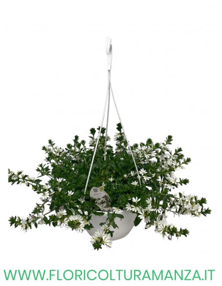 scaevola