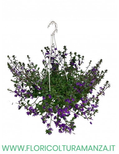 scaevola