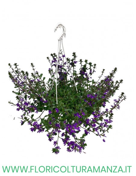 scaevola