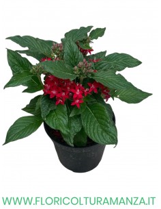🌸 Pentas