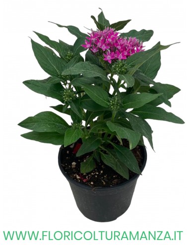 🌸 Pentas