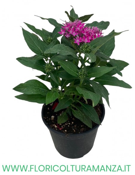 🌸 Pentas